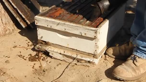 一个养蜂人与蜜蜂的工作 — 图库视频影像