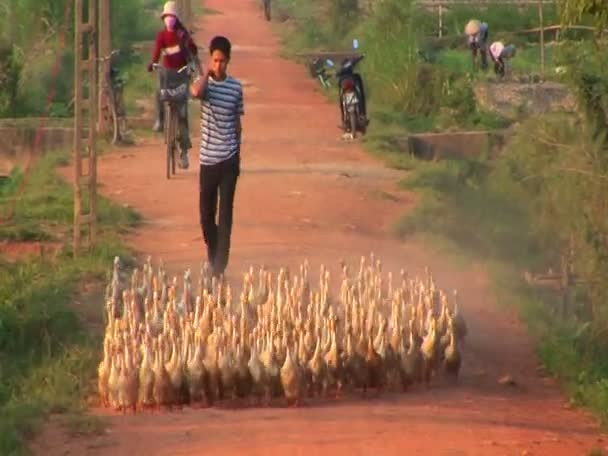 Un grand troupeau de canards sont rassemblés — Video