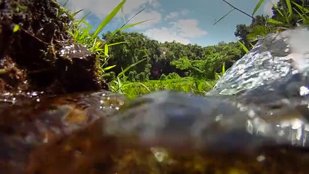 Чиста свіжа чиста вода — стокове відео