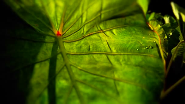 Green leaves and plants to reveal the sun — Stock Video