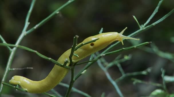 A banana slug crawls on a tree. — Stock Video