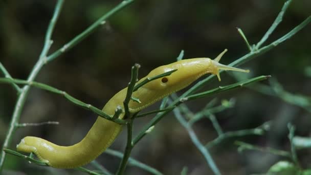 Una lumaca di banana striscia su un albero . — Video Stock