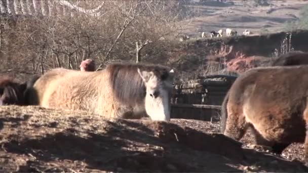 Menino lidera seu rebanho de cavalos no campo — Vídeo de Stock