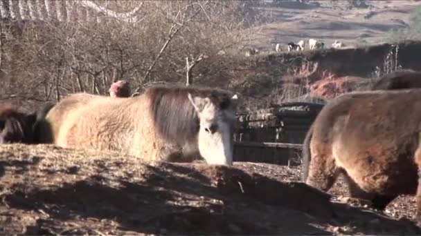 Junge führt seine Pferdeherde aufs Feld — Stockvideo