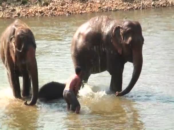 Hombres ayudando a los elefantes a bañarse — Vídeo de stock