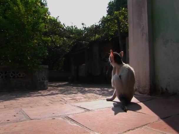 Un chat s'arrête pour une éraflure — Video