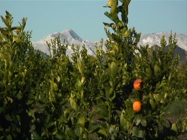 Orange frukter sitta med tanke på berg — Stockvideo