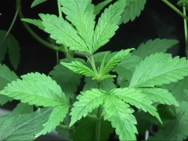 Une plante de marijuana au début de son cycle végétatif — Video