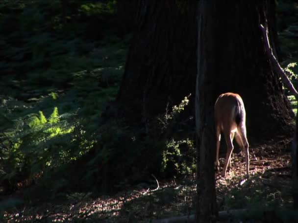 Um fawn está perto de uma árvore alta na floresta . — Vídeo de Stock