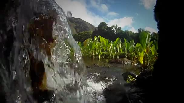 Wasser fließt in eine grüne Wiese — Stockvideo