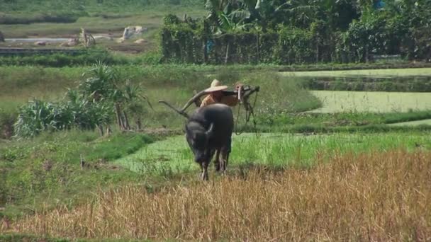 Een boer leidt buffalo over de rijstvelden — Stockvideo