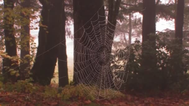 Uma aranha tece a sua teia — Vídeo de Stock