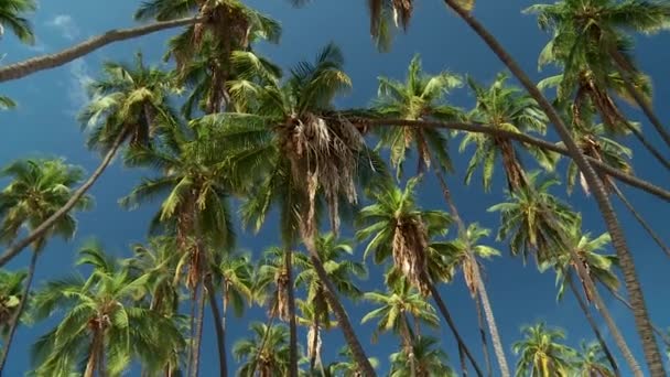 Risaia con gigantesche foglie di giglio al sole . — Video Stock