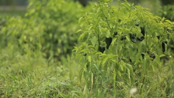 Grünes Gras und Laub wächst im Freien — Stockvideo