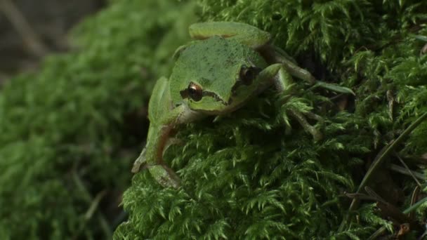 Zelená žába rozhlédne — Stock video