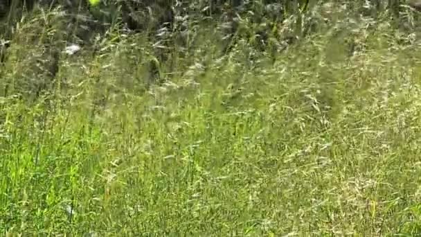 Graminées soufflant dans le vent — Video