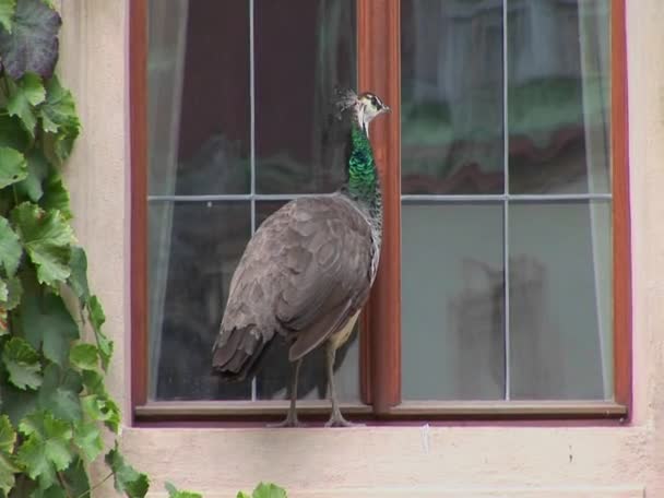 Un pavo real está parado en un alféizar de ventana — Vídeos de Stock