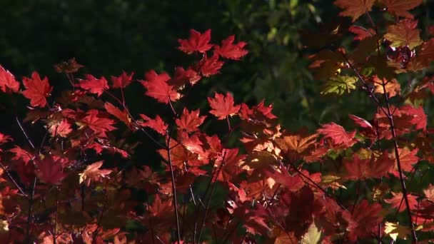 Blätter markieren den Beginn des Herbstes — Stockvideo