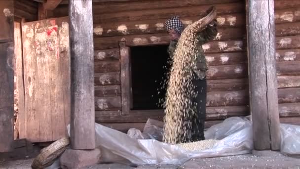 Mulher debulha e derrama arroz em uma fazenda — Vídeo de Stock