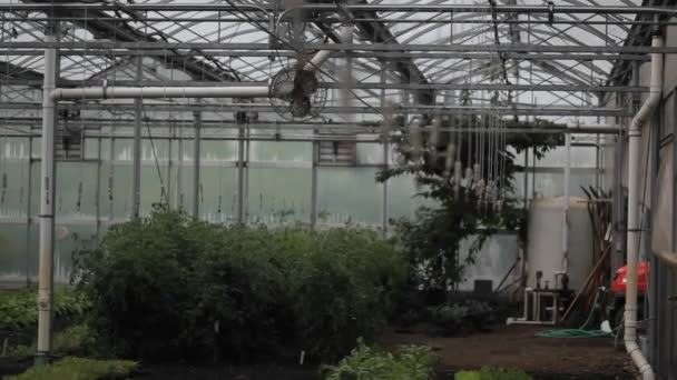 Shot of the interior of a greenhouse — Stock Video