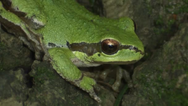 Green frog looks around — Stock Video