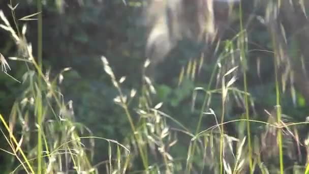 Gräser, die im Wind wehen — Stockvideo