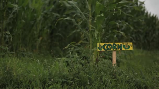 Oznaką czyta "Kukurydzy" w polu na farmie — Wideo stockowe