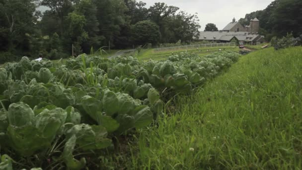 Bir alanı bir çiftlikte bitkileri — Stok video