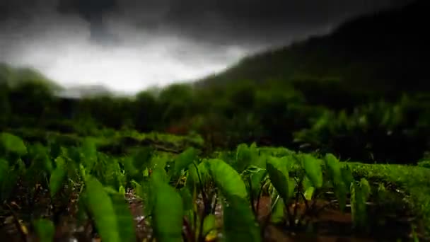 Grüne Felder mit Wolken über dem Kopf — Stockvideo