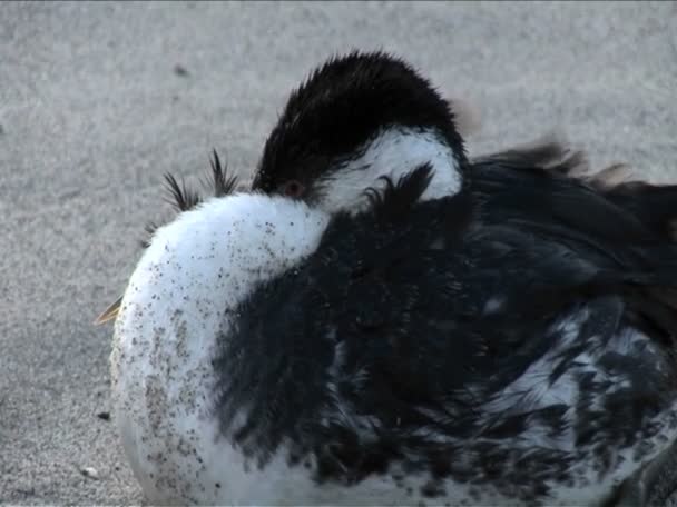 Gün itibariyle bir martı kuşu — Stok video