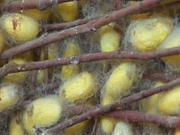 Silk cocoons reveals a large basket containing them — Stock Video