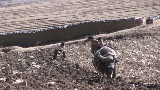 Les enfants conduisent leur buffle d'eau à travers les champs — Video