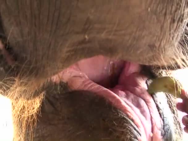 Man voeding een banaan op een olifant — Stockvideo