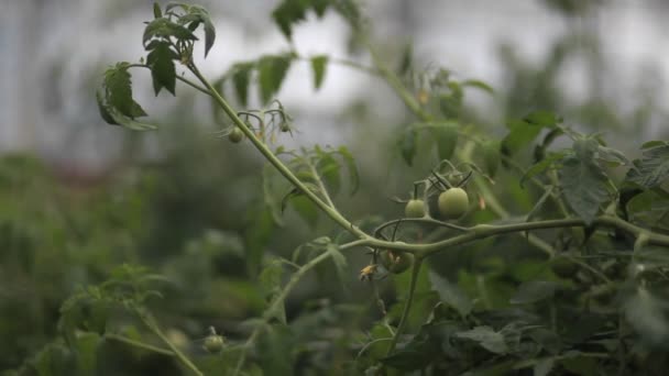 Vegetables grow in a greenhouse — Stock Video