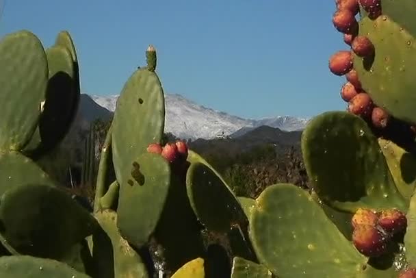 Cactus bathe in sun light — Stock Video