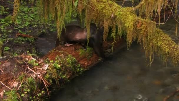 Otters frolic in een zoetwater stroom — Stockvideo