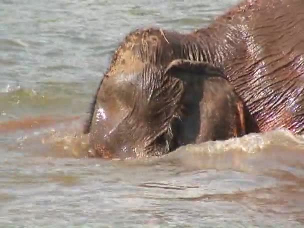 Los elefantes se bañan en agua — Vídeos de Stock