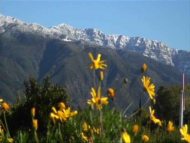 Flores silvestres cerca de una montaña — Vídeo de stock