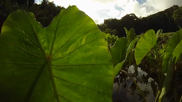 Plantas e folhas verdes — Vídeo de Stock