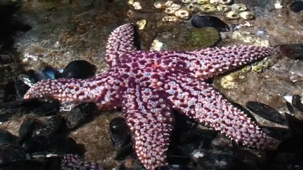 Paarse starfish in zwembad — Stockvideo