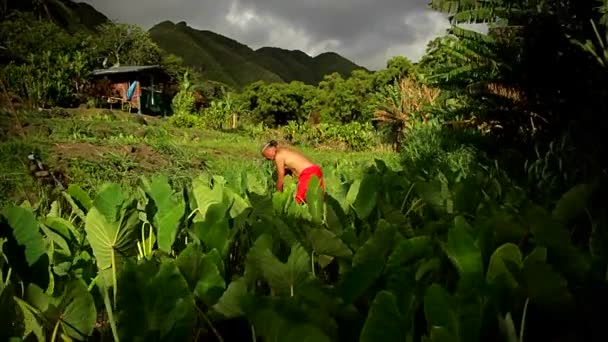 Workers in a field on a tropical island — Stock Video