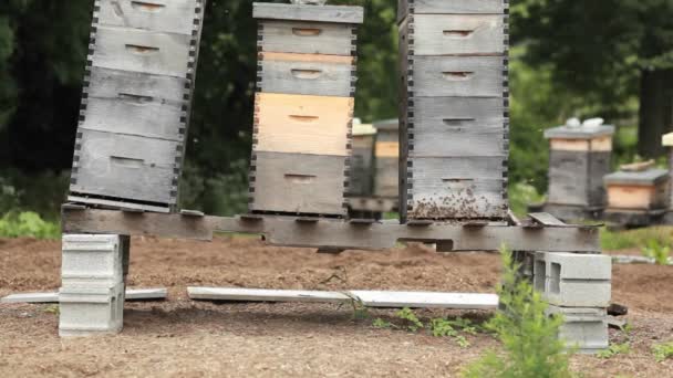 Beekeeper boxes in a garden — Stock Video