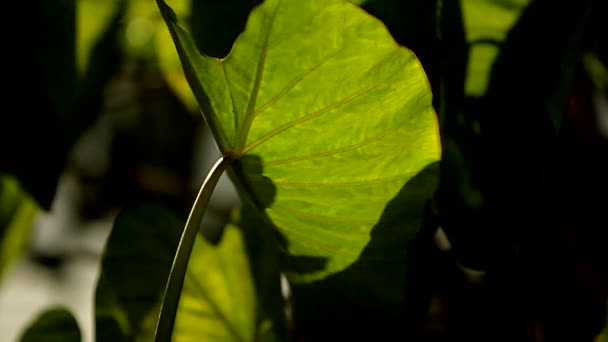 Plantes vertes dans la jungle — Video