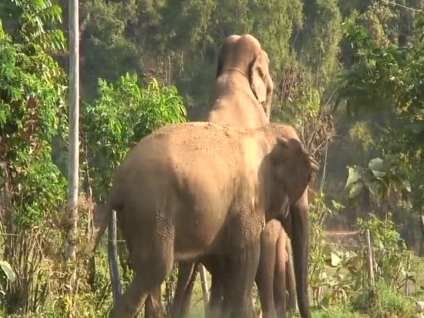 Слоны спариваются в зоопарке . — стоковое видео