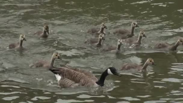 Stado kaczek śledzić ich matki — Wideo stockowe