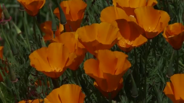 Les plantes de pavot de Californie poussent parmi l'herbe verte — Video