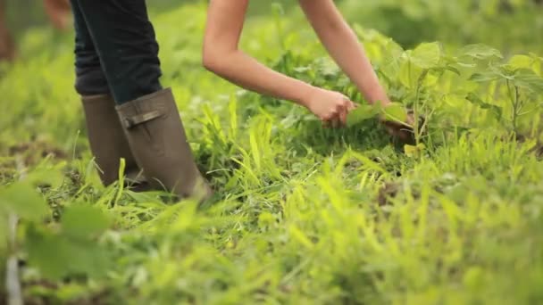 Bir kişi bir topluluk bahçe İnşaat — Stok video