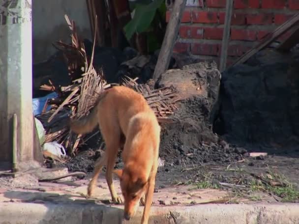 Ένα αδέσποτο σκυλί περιπλανιέται στο δρόμο — Αρχείο Βίντεο