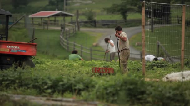 Laborers work in an agricultural field — Stock Video