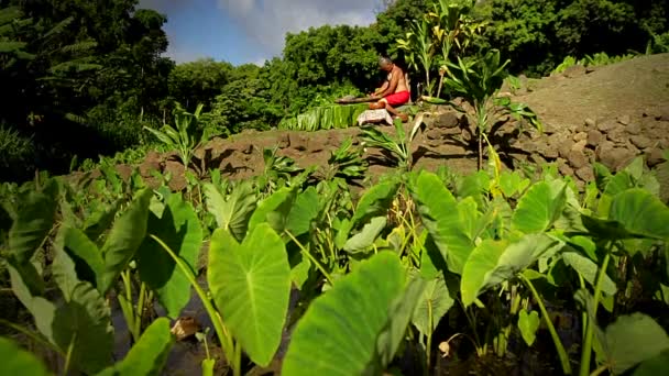 Hawaiian native prepares tarot root — Stock Video
